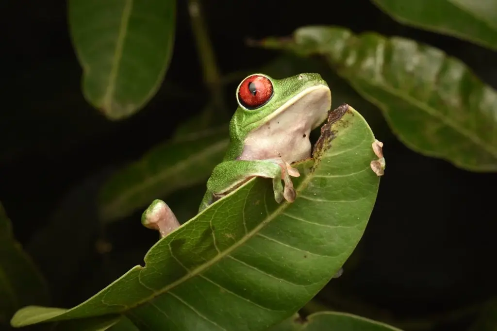 red eyed frog on leaf