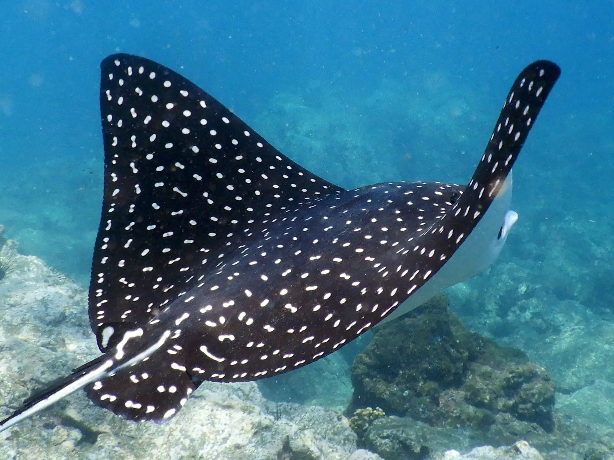 Manta Ray