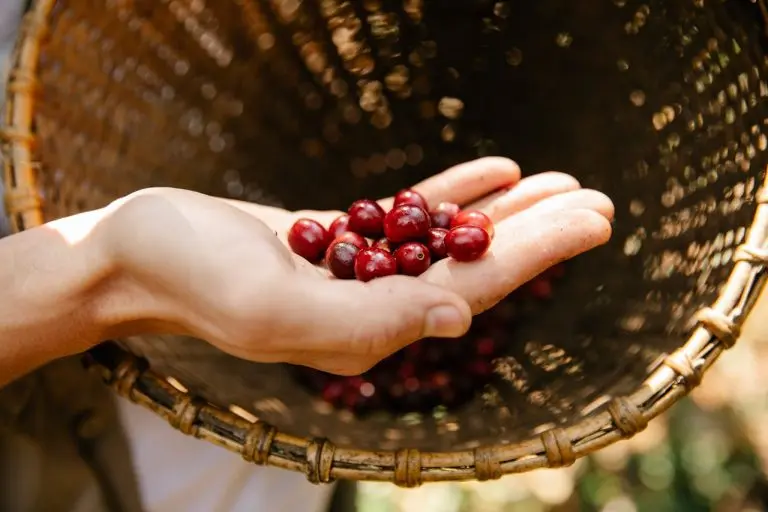 costa rica coffee farm