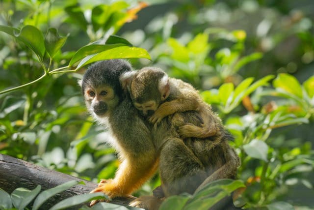 Monkeys